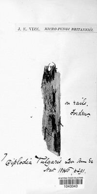 Diplodia vulgaris image